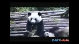 قلقلک دادن پاندا