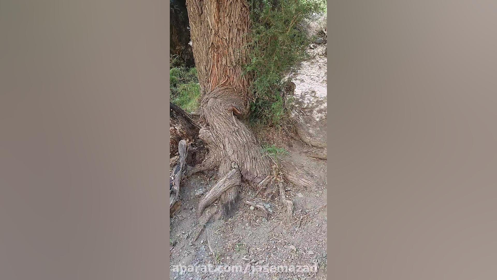 روستای جابان بزرگ