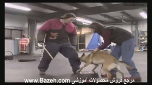 آموزش سگ نگهبان