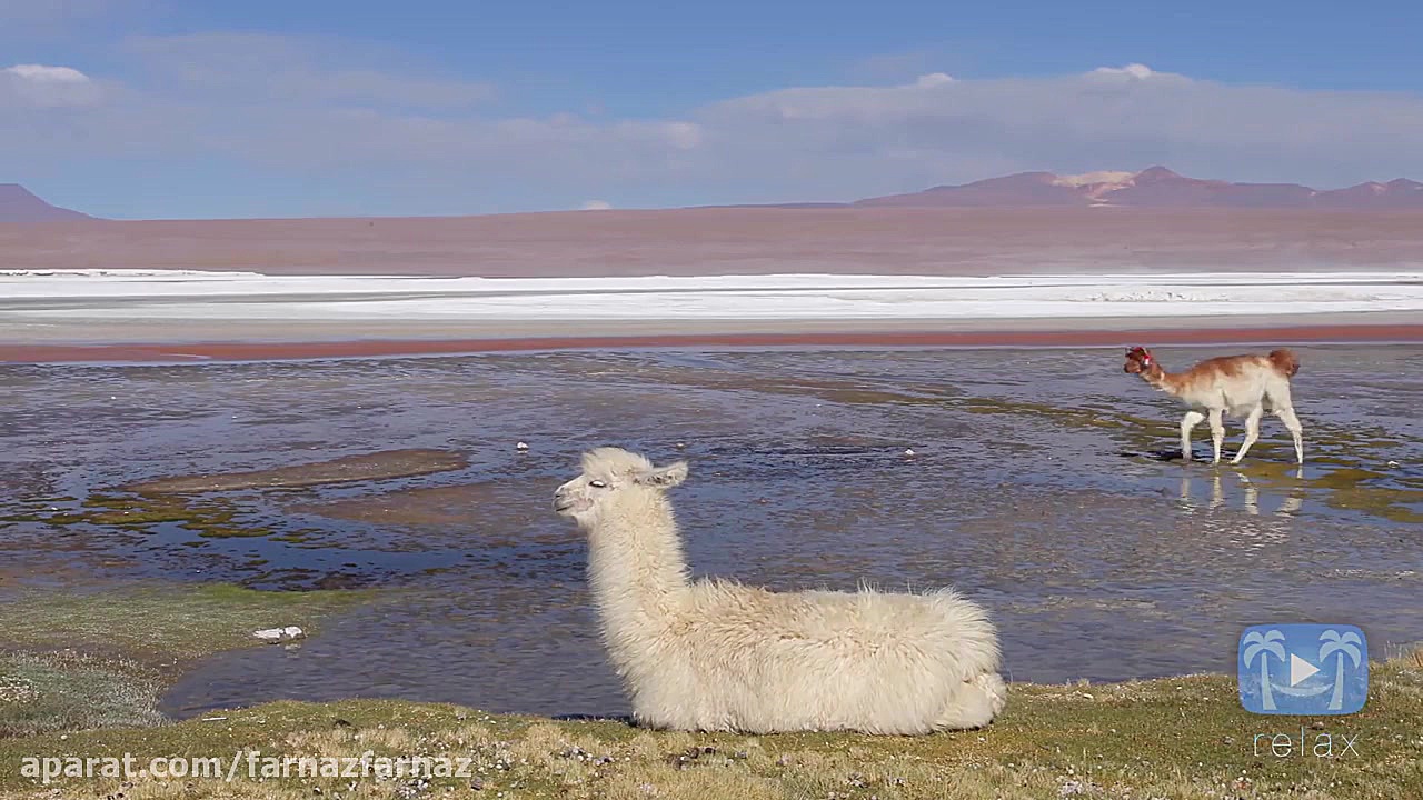 عجایب حیات وحش آمریکای جنوبی