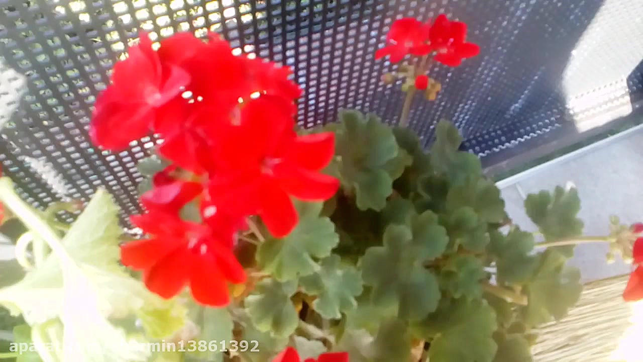 کرواسي شهر زاگرب (جلوي خونمون...