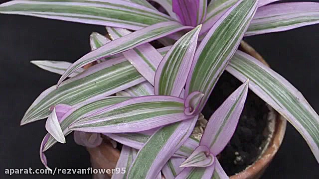 معرفی گل آپارتمانی موسی در گهو...