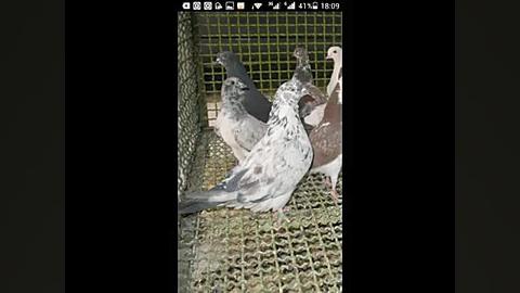 ※※ کلیپ زیبا ساختم برای عشقباز...