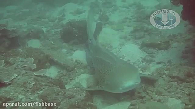 کوسه ماهی گورخری: Stegostoma t...