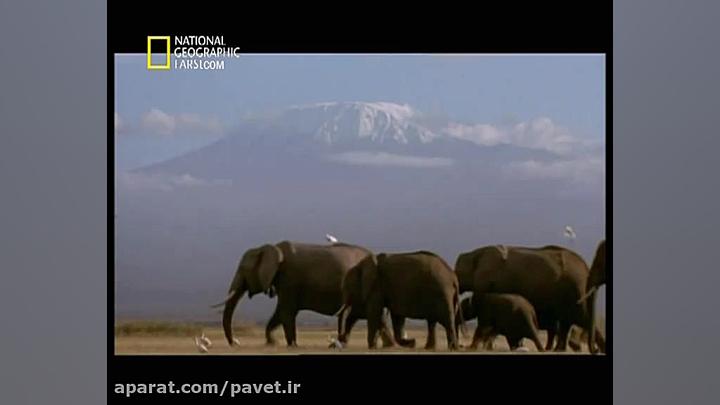 مستند فیل های کلیمانجارو