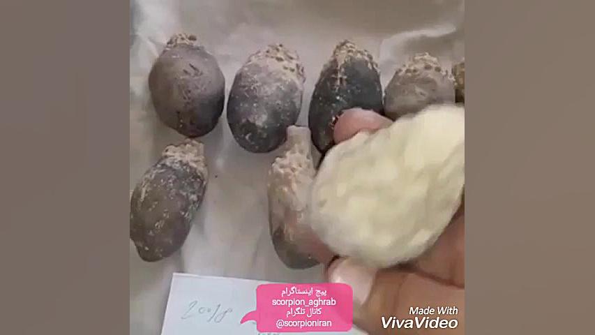 لانه خفاش و چگونگی آن