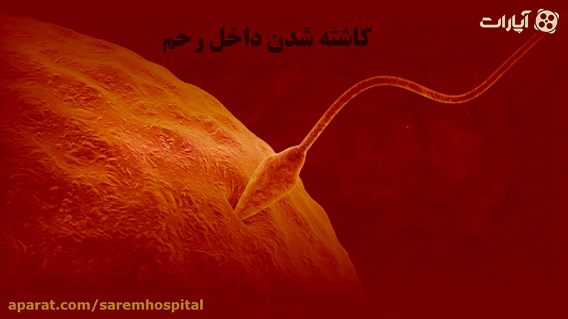 آنچه باید از دوران قاعدگی بدان...