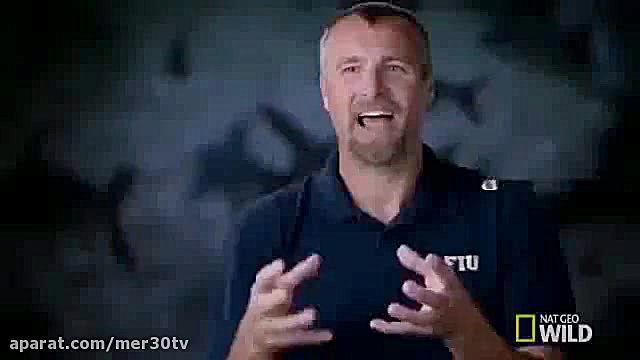 مارماهی رنگین یکی از مرگ بارتر...