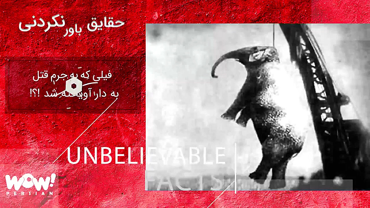 پرونده جنایی : دار زدن فیل به...