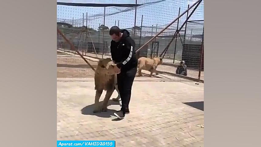 دوستی عجیب مرد شجاع با شیرهای...