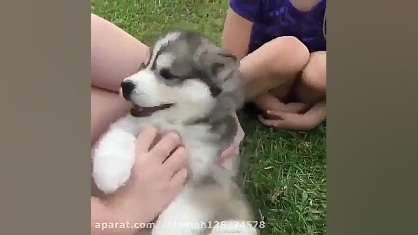 قلقلک دادن سگ هاسکی