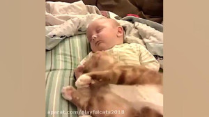Funny cat clip collection