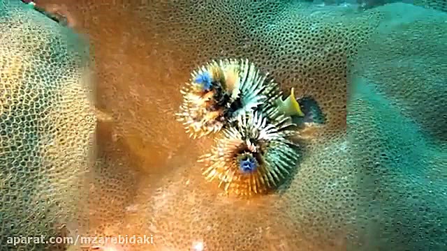 Christmas tree worm