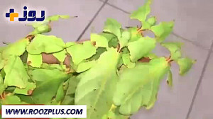 معجزه خالق در استتار مخلوق!