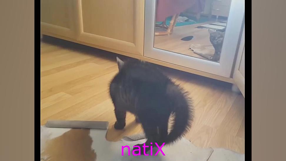 FUNNY CATS COMPILATION