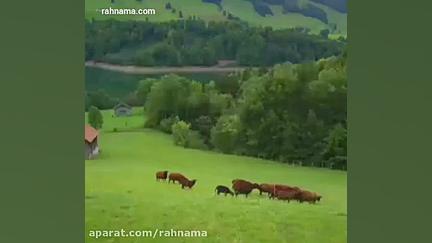 تجربه طبیعت گردی با راهنمای هم...