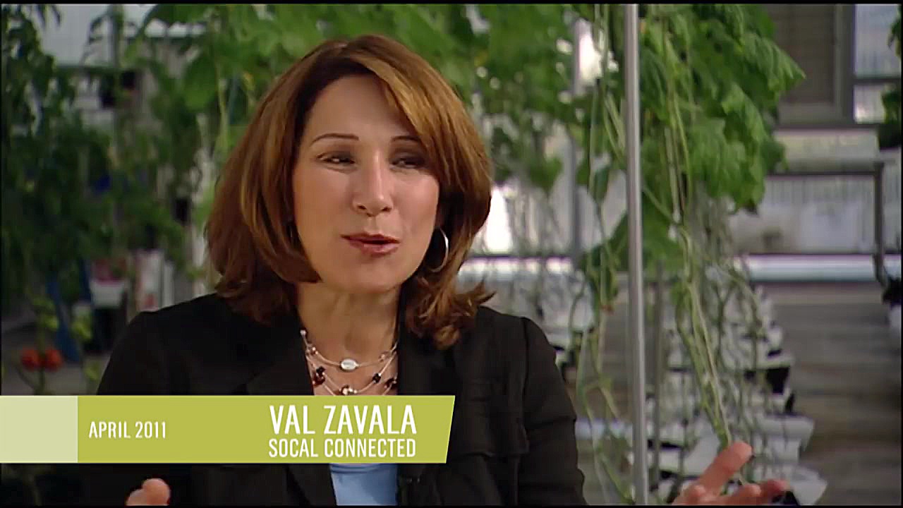 کشت هیدروپونیک گوجه فرنگی