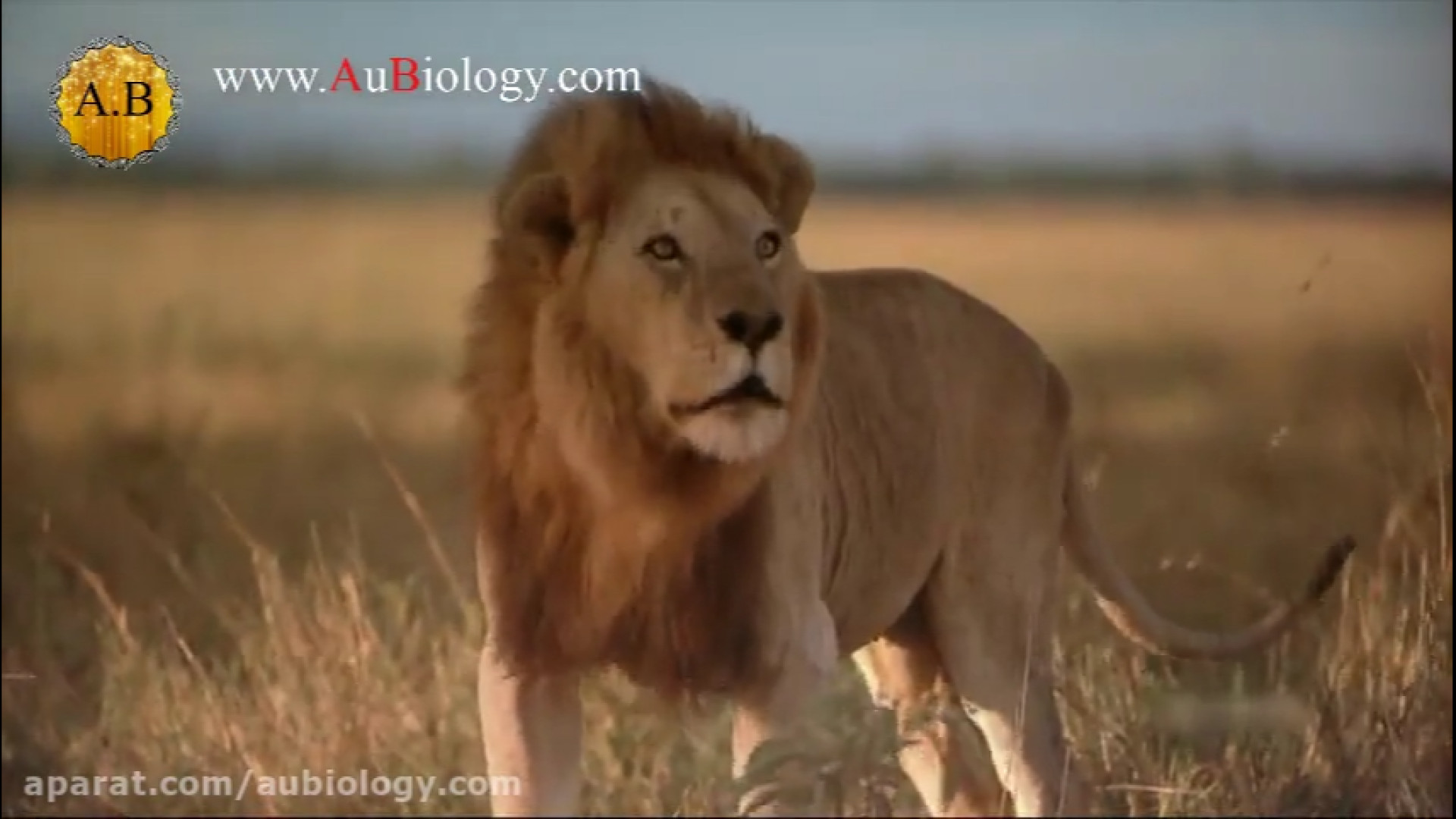 جفتگیری پرتعداد شیرها