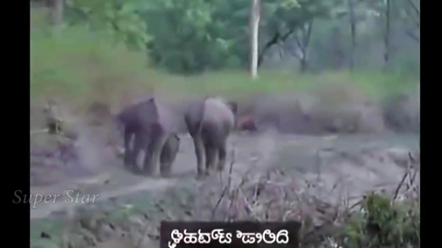 حمله ببر به فیل