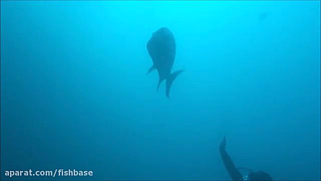 ماهی گیش بزرگ: Caranx ignobili...