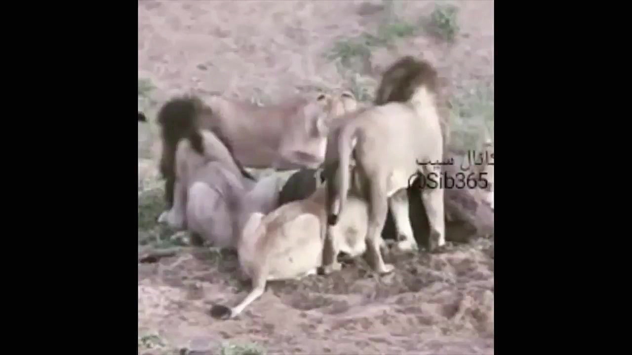 چرا شیر سلطان جنگل است؟