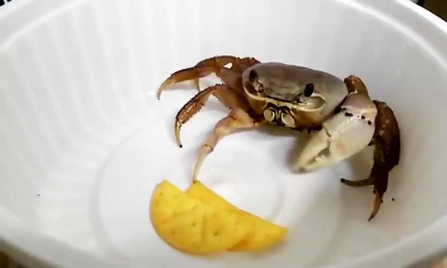 چیپس خوردن خرچنگ