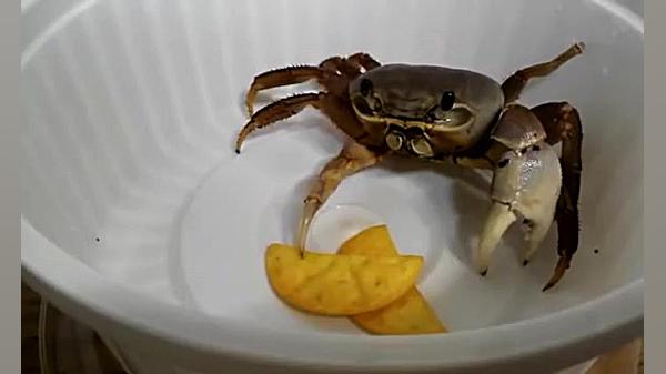 چیپس خوردن خرچنگ