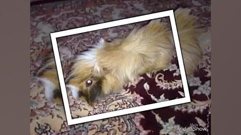 خوكچه هندى گوگولیم (هرلى)