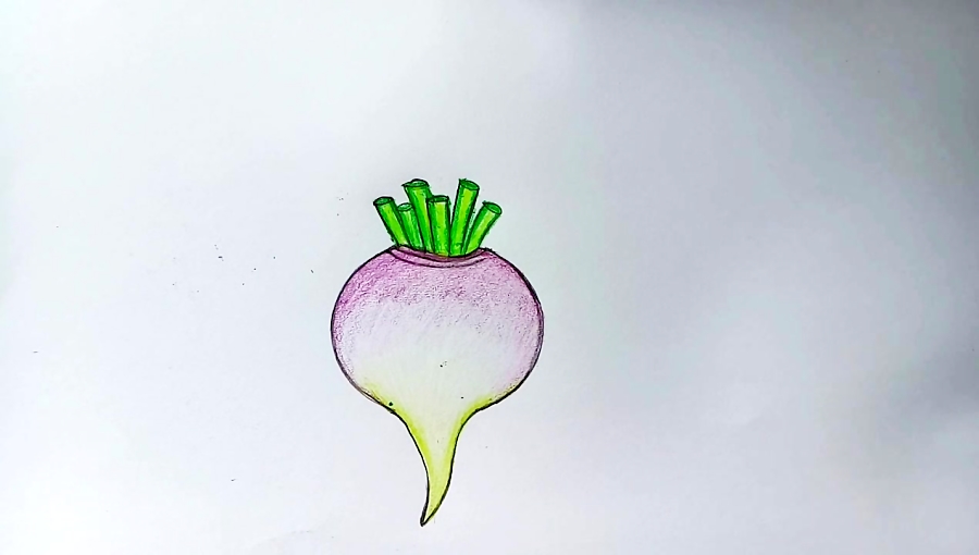 How to draw a Turnip step by step (very easy)