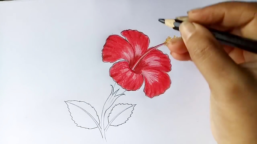 Easy Hibiscus Flower Sketch. Botanical Hibiscus Flower Drawing, Hibiscus  Flower Vector Art, Hibiscus Flower Pencil Drawing. Stock Vector -  Illustration of font, artwork: 281939124