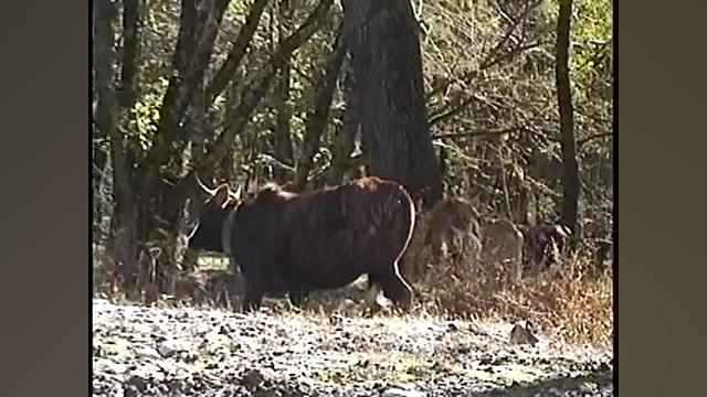 ققنوس | نیما یوشیج | دکلمه شعر...