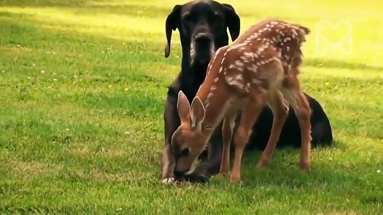 دوستی باورنکردنی حیوانات