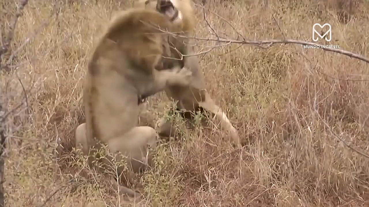 نبرد خونین حیوانات نر در فصل ج...