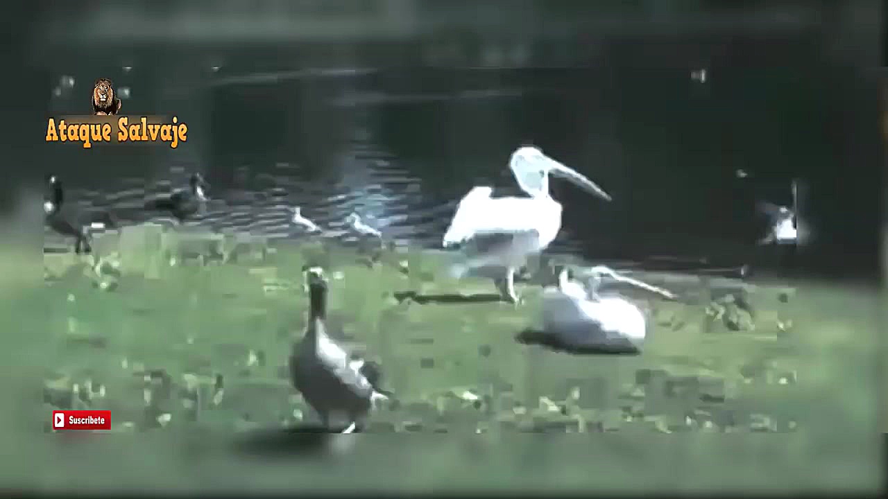 حمله پلیکان به کبوتر