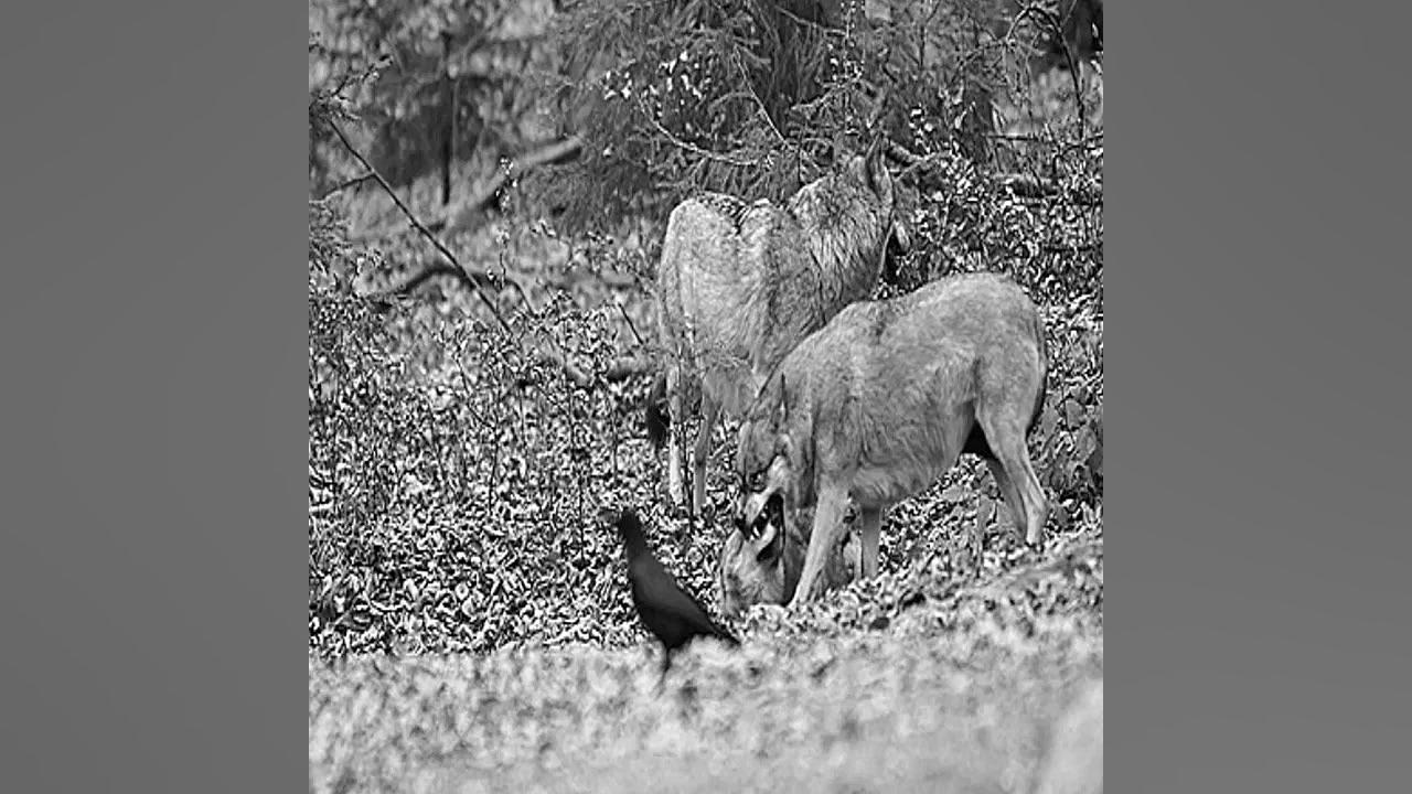 سگ ها و گرگها  اخوان ثالث