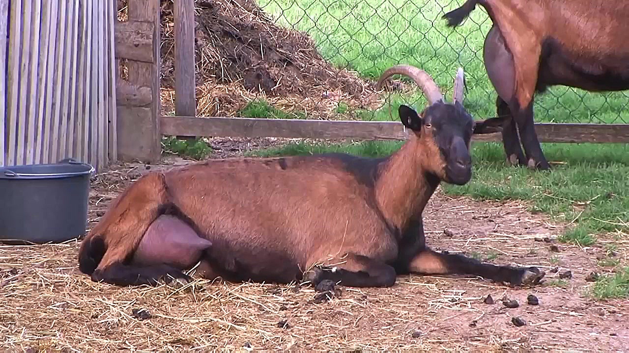 معرفی بز شیری نژاد آلپاین 2017...