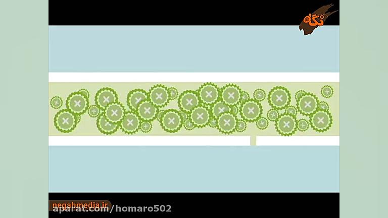 سلول بنیادی چیست؟