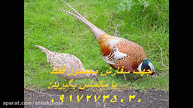 تخم نطفه دار قرقاول کاملا تضمی...