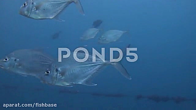 ماهی گیش پوزه دراز