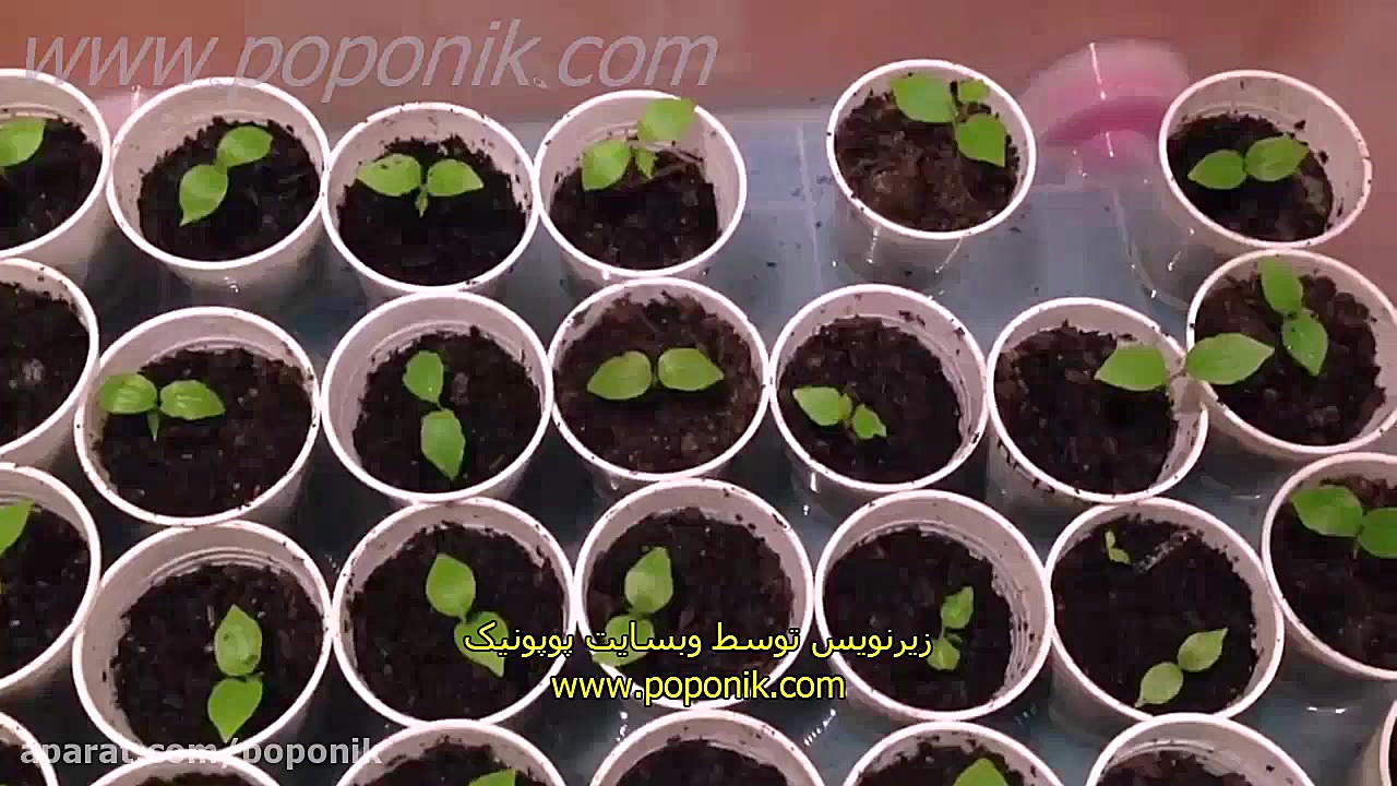 آموزش کاشت بذر درخت انگور (قسم...