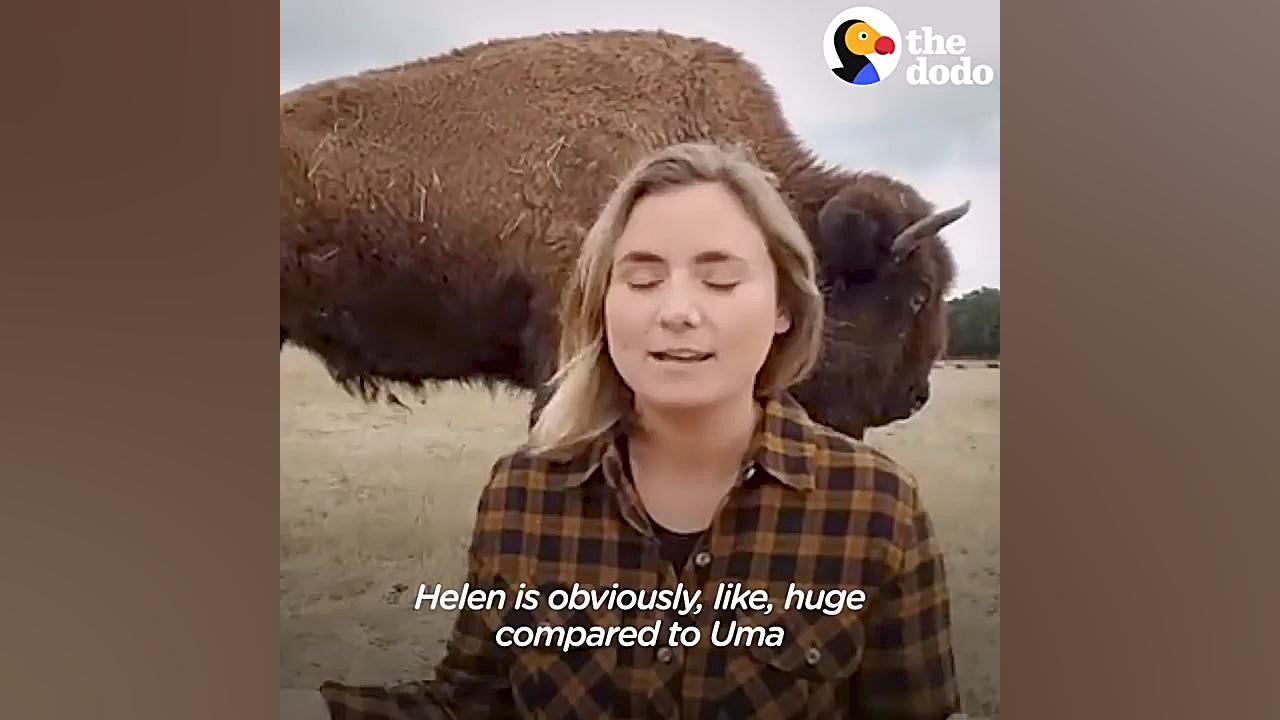 دوستی خوک خانگی و بوفالو