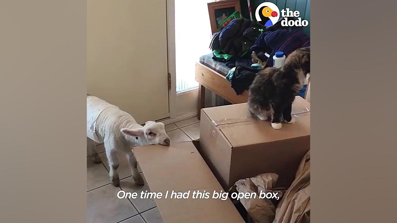 دوستی بره و گربه خانگی