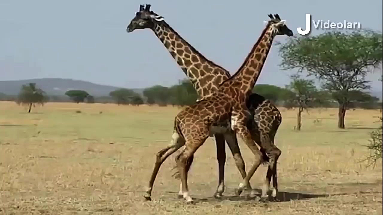 نبرد کروکودیل و مار پیتون