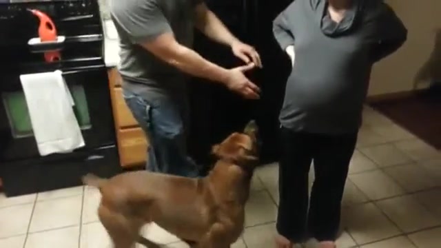 حفاظت سگ از مادر باردار