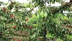 باغ مدرن گیلاس  ارقام تجارینها...