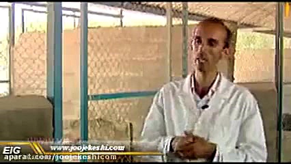 گفتگو با پرورش دهنده شترمرغ