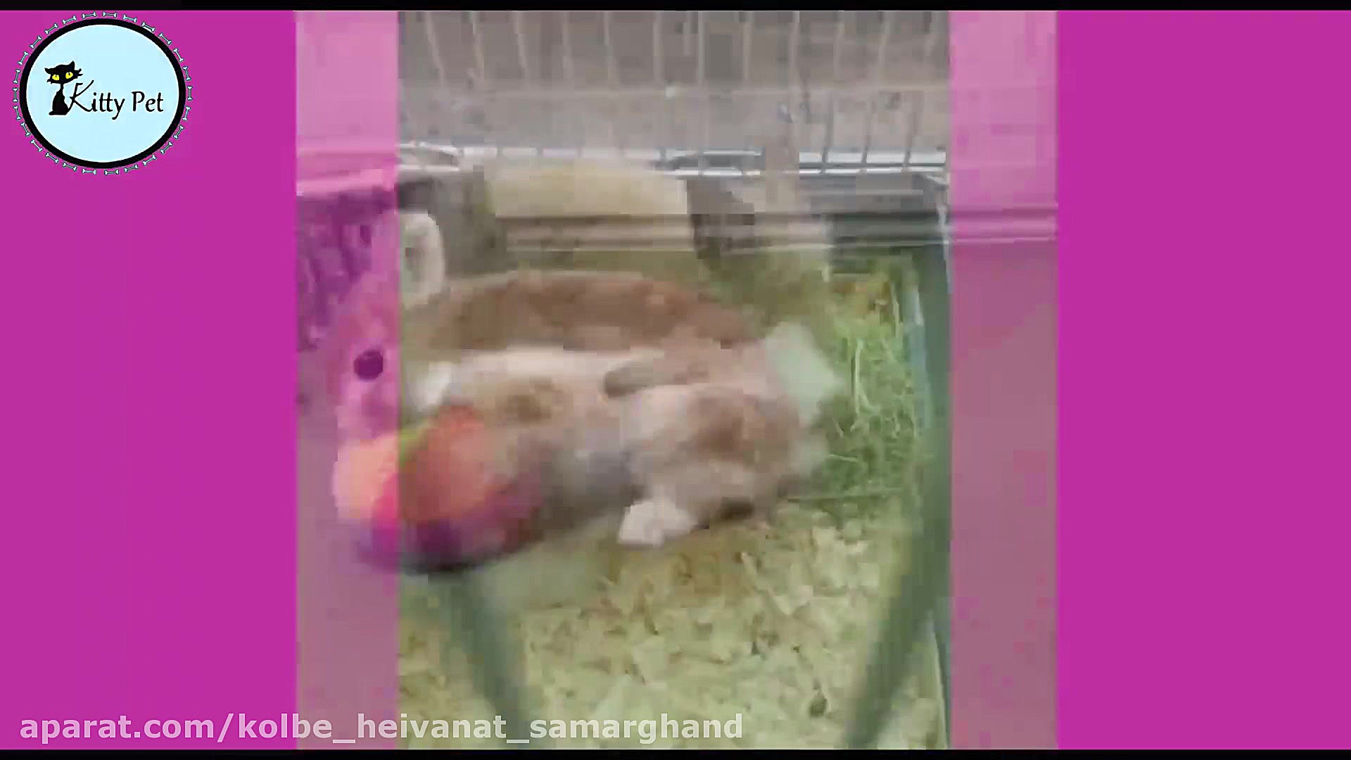 من همون خرگوش هستم که خرم به ع...