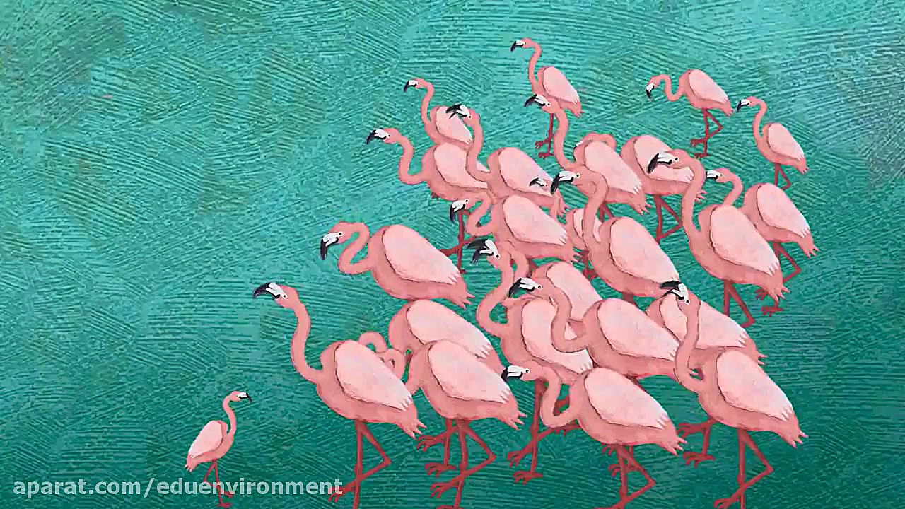 انیمیشن تالاب هنوز نفس می کشد