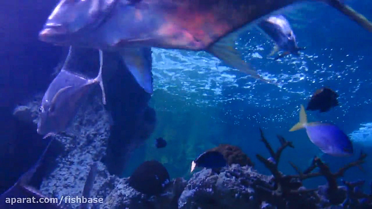 ماهی گیش گوژپشت