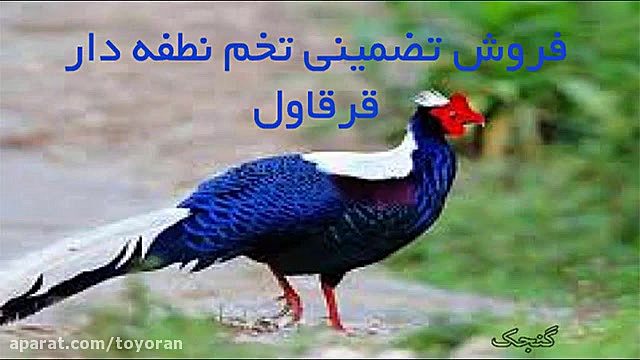 تخم نطفه دار قرقاول